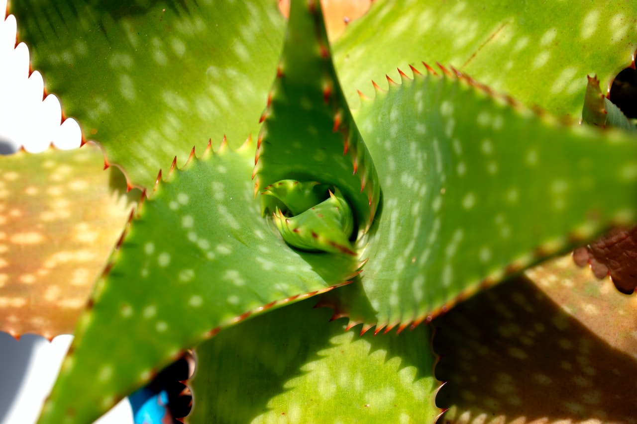 6 Wonderful Benefits of Aloe Vera for Skin Care